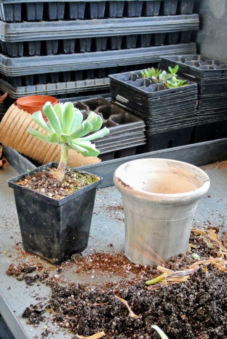 Repotting Succulents in My Greenhouse The Martha Stewart Blog