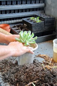After scooping a bit of the potting mix into the pot along with some Osmocote, Wilmer placed the plant into the container.
