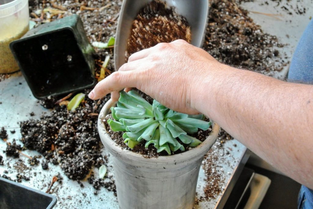 Repotting Succulents in My Greenhouse The Martha Stewart