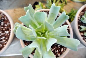 Echeverias are some of the most attractive of all succulents and they are highly valued by plant enthusiasts for their gorgeous colors and beautiful rosette shapes.
