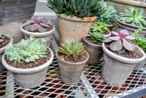 Place succulents on a table where they can drink in lots of natural light even when the sun isn’t directly over their pots.