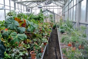 All my precious plant collections are stored on long, sliding tables inside my main greenhouse - they all look so beautiful. What are your favorite succulents? Let me know in the comments sections below.