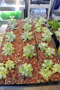 Ryan gives the plants plenty of room. If all of these root and become succulent plants, there will be plenty to use in mixed urns during the summer months. New growth should appear four to six weeks after planting, at which point, they can be repotted separately.