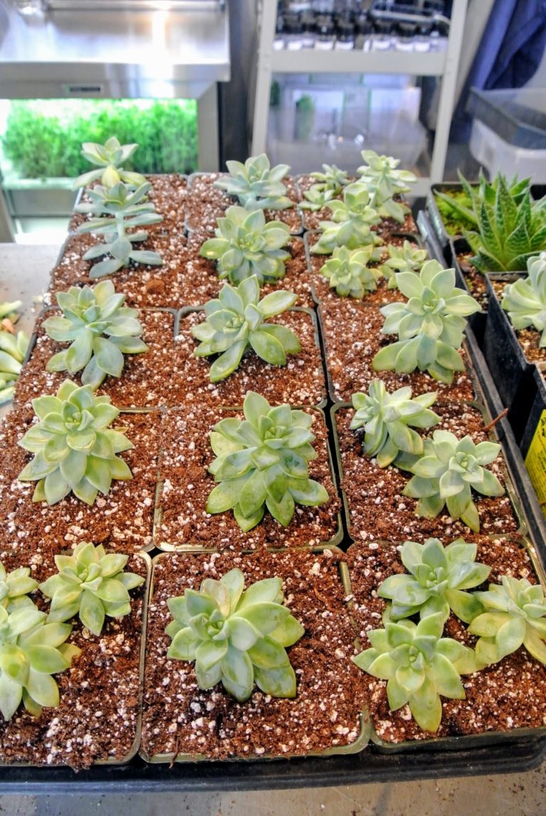 Repotting Succulents in My Greenhouse The Martha Stewart Blog