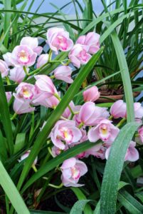These are Cymbidium orchids - look at the vibrant pinks. These orchids are prized for their long-lasting sprays of flowers, used especially as cut flowers or for corsages in the spring.