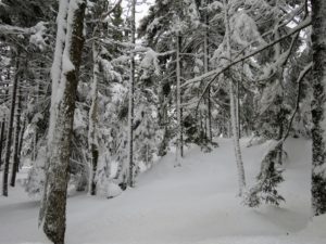 Look at all the snow surrounding the trees. It is hard to tell the true snow accumulation from the drifts - there is just so much.