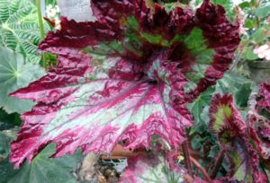 Begonia 'Raspberry Torte' is a showy plant with glossy spiraled leaves and bands of silver and dark raspberry.