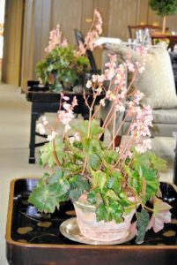 Here is a beautiful begonia in my Brown Room - look at its dramatic foliage of green and reddish-brown leaves. As with most begonias, its dainty flowers grow high above its leaves.