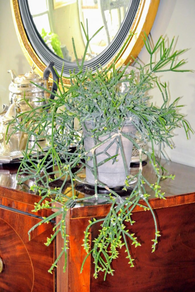 Decorating With Houseplants The Martha Stewart Blog