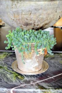 Sedum have fleshy, water-storing leaves and are drought tolerant. I buy silver plate saucers whenever I see them at tag sales or garage sales - they look great underneath my houseplants.
