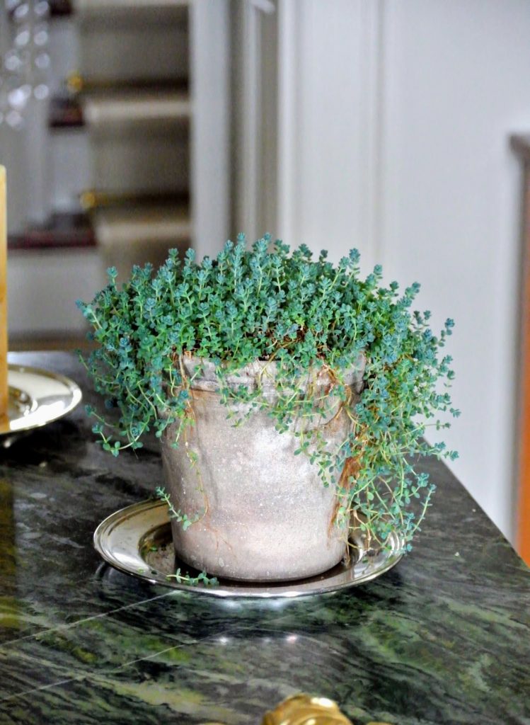 Decorating with Houseplants - The Martha Stewart Blog