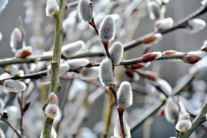 Here is a closer look at the beautiful Giant Pussy Willow with its large velvety catkins that always create a bold display.