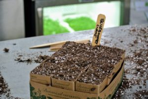 It’s always a good idea to keep a record of when seeds are sown, when they germinate, and when they are transplanted. These observations will help organize a schedule for the following year.