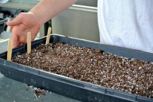 After dropping the seeds into the tray cells, cover them with a light layer of mix. The rule of thumb is to use the amount equal to the diameter of a seed. Once they germinate and grow too big for the trays, transfer into larger pots and then finally into the garden.
