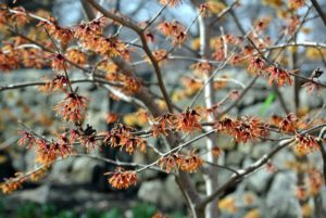 Most are familiar with witch-hazel as a medicinal plant. Its leaves, bark and twigs are used to make lotions and astringents for treating certain skin inflammations and other irritations.