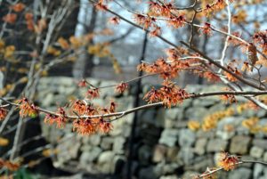 Witch-hazel works well as a natural remedy because it contains tannins, which when applied to the skin, can help decrease swelling and fight bacteria.