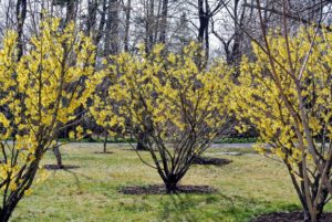 Witch-hazel is great for splashes of winter color. They're very hardy and are not prone to a lot of diseases.