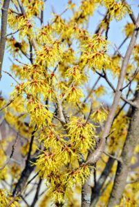 The witch-hazel is also blooming nicely. It grows as small trees or shrubs with clusters of rich yellow to orange-red flowers.