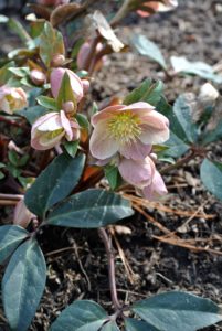 Here are some hellebore flowers beginning to open. Hellebores come in a variety of color and have rose-like blossoms. It is common to plant them on slopes or in raised beds in order to see their flowers, which tend to nod.