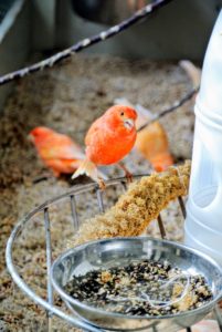 Lady Gouldian Finch also sent me some California Premium Spray Millet®. Birds love these, and they provide a healthy, nutritious, pleasantly sweet-smelling treat to support good health.