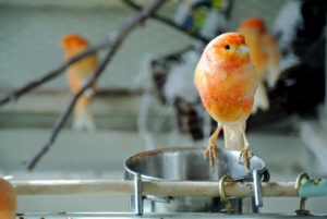 Red factor canaries need certain nutrients to maintain their bold, colorful plumage. Fresh foods containing beta-carotene, canthaxanthin and carotenoids along with greens and the appropriate canary seed make up a good well-balanced diet.