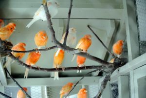I always provide natural cut branches in the canary cage for the birds to sit on – they love perching on them and watching all the activity in my house.