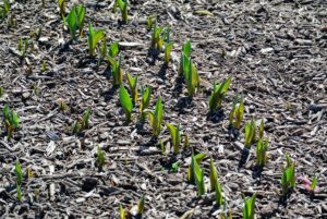 Remember my amazing bed of tulips? This year's tulips are already peeking through the soil and mulch top dressing. I can't wait to see all their beautiful colors.