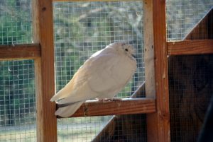 My pigeons are acclimating nicely to their new coop and aviary.  Fancy pigeons are domesticated varieties of the wild rock dove, bred by pigeon fanciers for size, shape, color, and behavior.