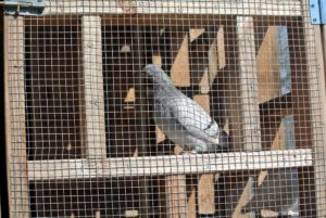 We have 10-pairs in our Bedford flock. And, just like all birds, these pigeons love to roost. I always provide multiple perches for my birds, so they can see all the activities at the farm.