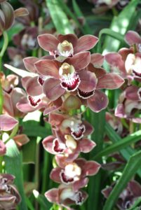 This corsage orchid is called Cymbidium 'Purple Haze'.