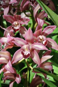 And this corsage orchid is Cymbidium Avanti 'Rose Tints'.