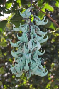 The plant typically grows beside streams in damp forests. It is prized in tropical and subtropical gardens for its showy foliage and unusual colored flowers. The plant has claw-shaped flowers that are carried in pendant trusses of about 75 or more. I love the turquoise color.
