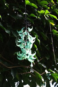The display includes other specimens including Strongylodon macrobotrys, commonly known as jade vine, emerald vine or turquoise jade vine, is a species of leguminous perennial woody vine, a native of the tropical forests of the Philippines, with stems that can reach up to 60-feet in length.
