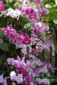 Moth Orchids, Phalaenopsis, are among the most popular for home growers. They are native to southern Asia, the Philippines, New Guinea and tropical Australia.