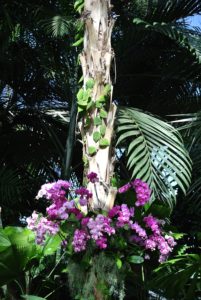 There are tens of thousands of plants to see at the Orchid Show. Orchids thrive in warm temperatures and moderate light.