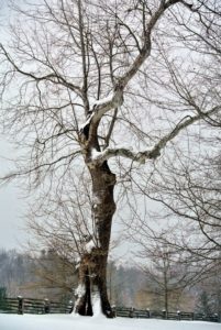 This is one of my stately sycamore trees - the symbol of the farm.