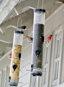 I was so glad to see so many birds feasting at the feeders. This is a tough time for our wild birds - they are very hungry.