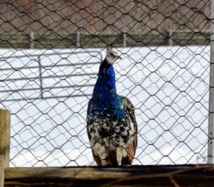 The peafowl never seem to mind the weather - here is one of the younger hens looking out from her enclosure.