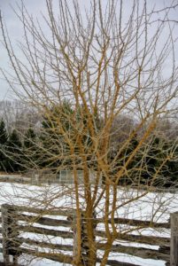 Osage orange trees can reach a mature size of up to 40-feet tall with an equal spread.
