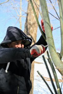 There are two techniques to use when pruning a pussy willow tree. Coppice pruning is meant to encourage the pussy willow plant to produce many long, straight catkins-filled branches. Shape pruning can be done more frequently to create a full and pretty bush. Here, Wilmer starts by pruning older branches that are thicker and grey in color.