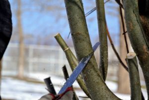 I prefer pruning to be done by hand instead of by power tools – it is a slower process, but provides a more detailed and prettier finish.