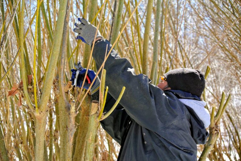 coppice pruning coppice pruning