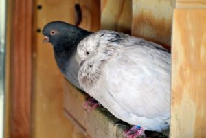 I am so happy these pigeons are acclimating well to their new surroundings. They will remain in their enclosure until they are fully accustomed to this as home.