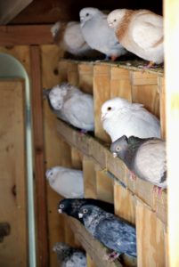 Pigeons are very docile, gentle and sweet natured birds. Everyone at the farm loves to visit with them.