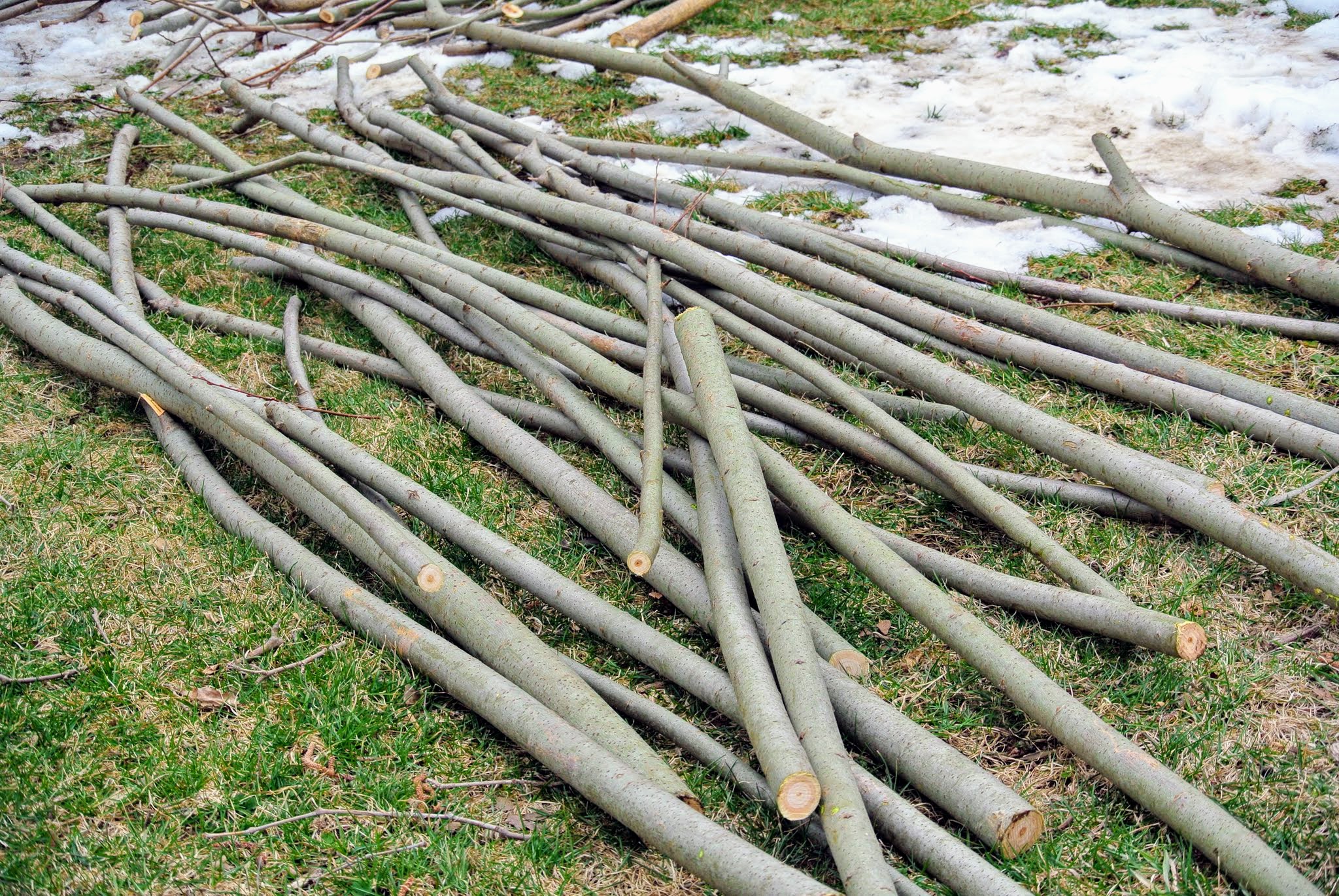 Prairie Willow Branches