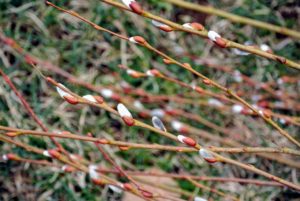 Some of the younger pussy willow trees that did not need coppice pruning still had a few good catkins-filled branches. This is a variety called Prairie Willow.
