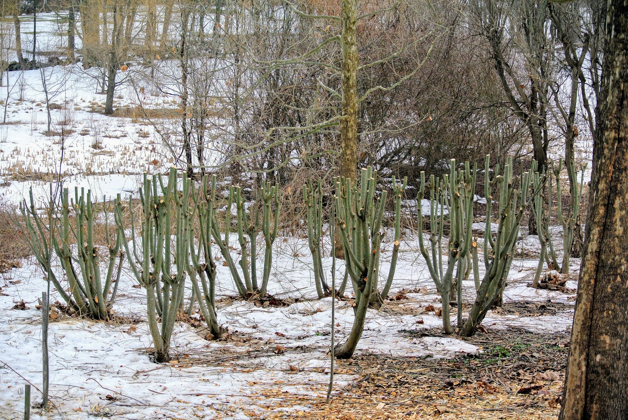 A Big Pruning Project at the Farm - The Martha Stewart Blog