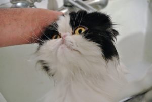 Cats have built-in grooming tools and do a lot of self-grooming. Longhaired cats require a bit more grooming care than shorthaired cats. My cats are longhaired, and very active, so bathing is a necessity.