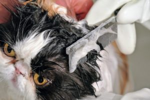 Always use a good quality shampoo specifically made for pets. The shampoo should be diluted in a container of warm water. Enma gently combs Tang's head and is careful not to get the face wet. Cats do not like getting water in their nasal passages.