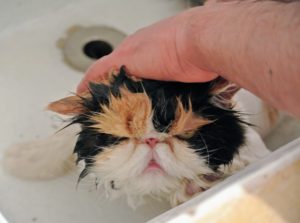 This is my precious Princess Peony, who is quite used to having a bath, as she's been receiving them her entire life. However, on this day, she doesn't look entirely pleased with the idea.